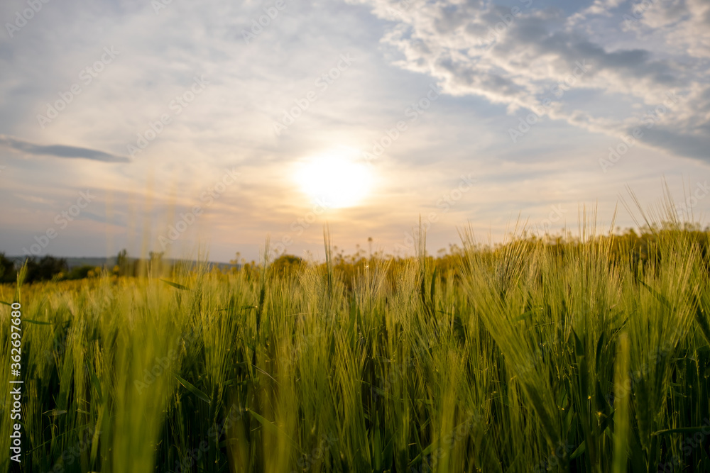 Close up of green wheat heads growing in agricultural field in spring.