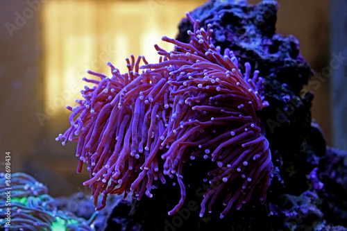 Purple large stony coral in reef aquarium tank (Euphyllia grabrenscens) photo