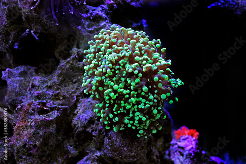 Colorful scene in aquarium with Euphyllia LPS colorful coral photo