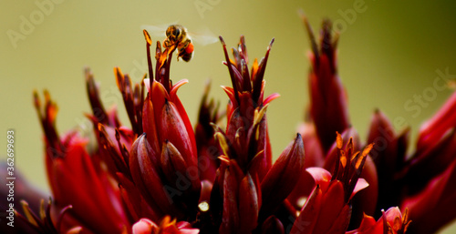 Honeybee visiting Harakeke