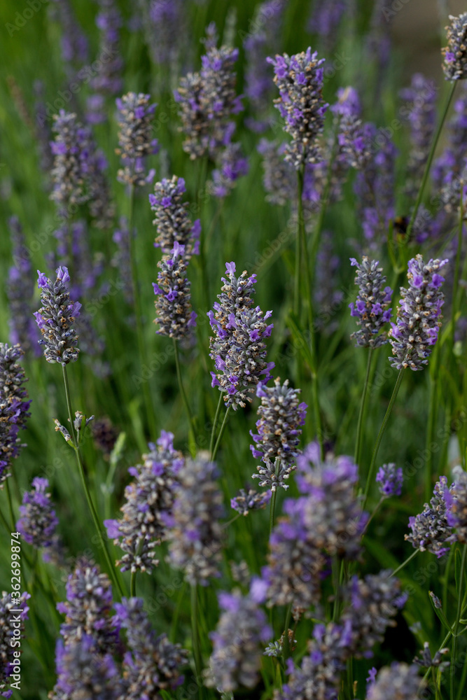 Obraz premium Close up of lavender growing in a Field
