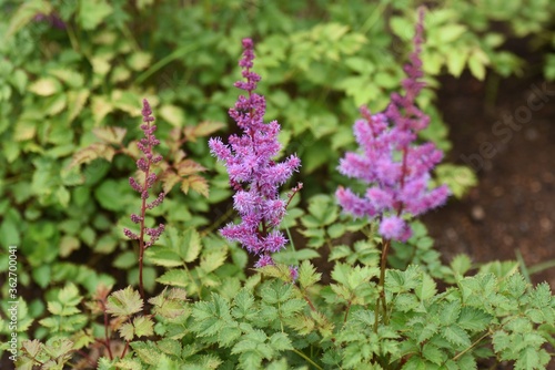 Astilbe Yunnanensis produces purple flowers in summer in Saxifragaceae perennial plant native to Yunnan, China.