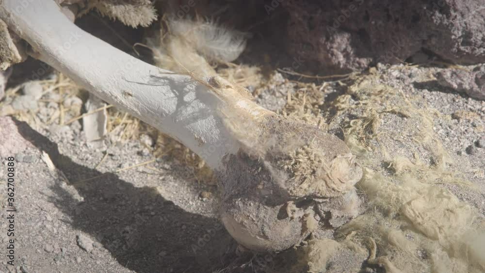 Bones and flesh at Colorada Lagoon - Bolivia. Bones and flesh at Colorada Lagoon - Bolivia.