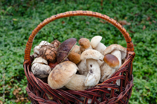edible mushrooms in a wicker basket, with a brown hat on a green background