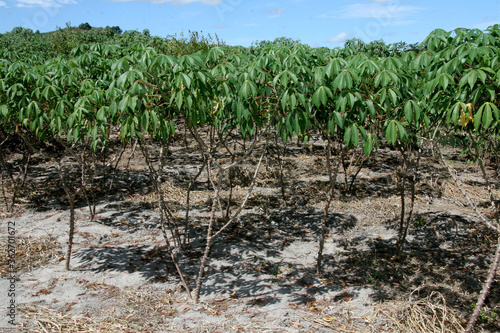 guaratinga, bahia / brazil - may13, 2008: cassava plantation is seen in a rural settlement in the city of Guaratinga. photo