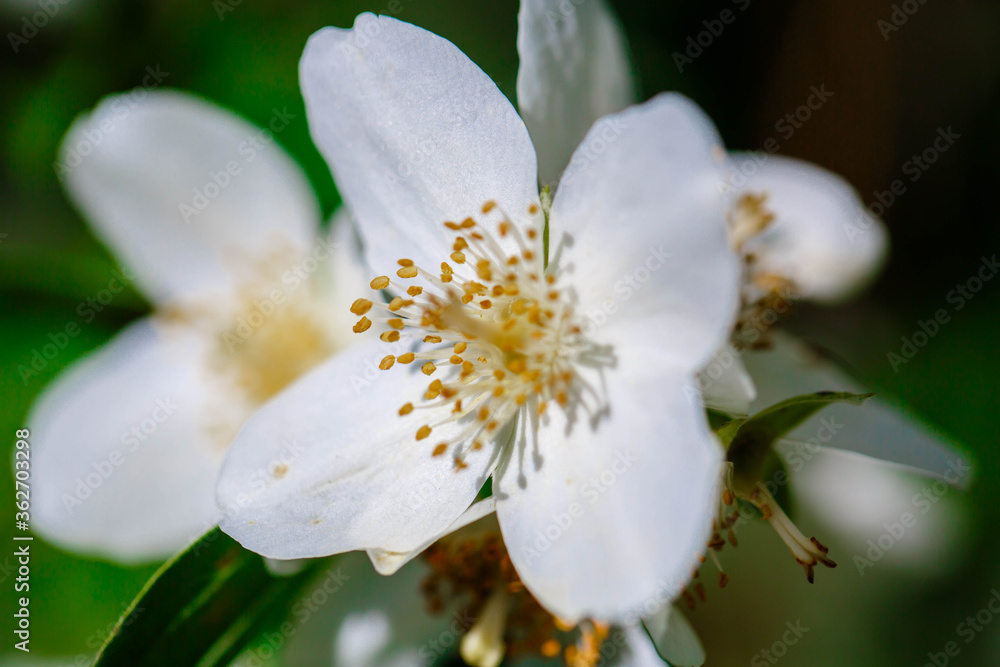 Obraz premium photographed close-up of white jasmine flowers
