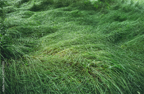 Wet grass of a summer meadow bent down after rain. Summer nature background