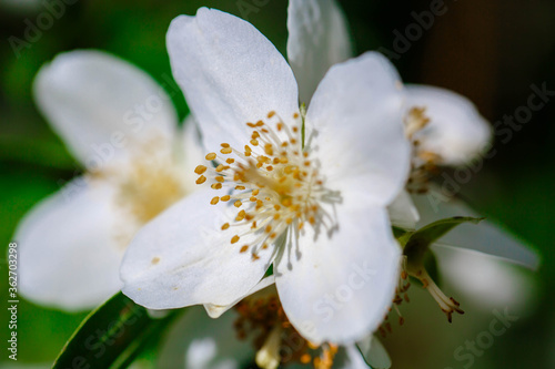 Fototapeta Naklejka Na Ścianę i Meble -    photographed close-up of white jasmine flowers