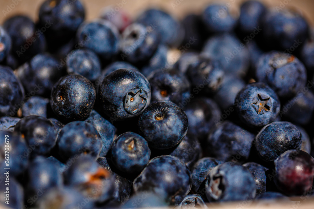 Freshly picked blueberries. close up Freshly picked blueberries. close up