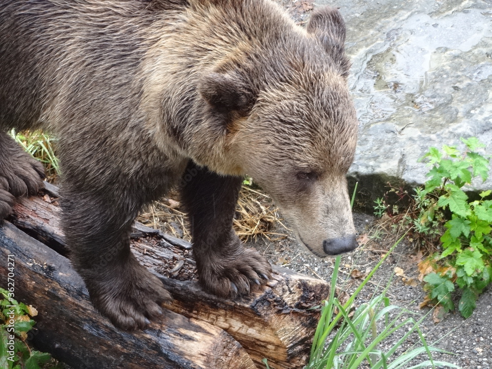 Obraz premium bear at bern switzerland