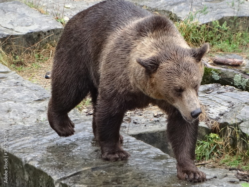 bear at bern switzerland