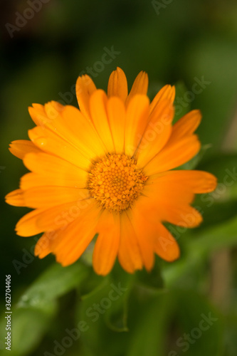 Single orange Gerber flower with a leaf .