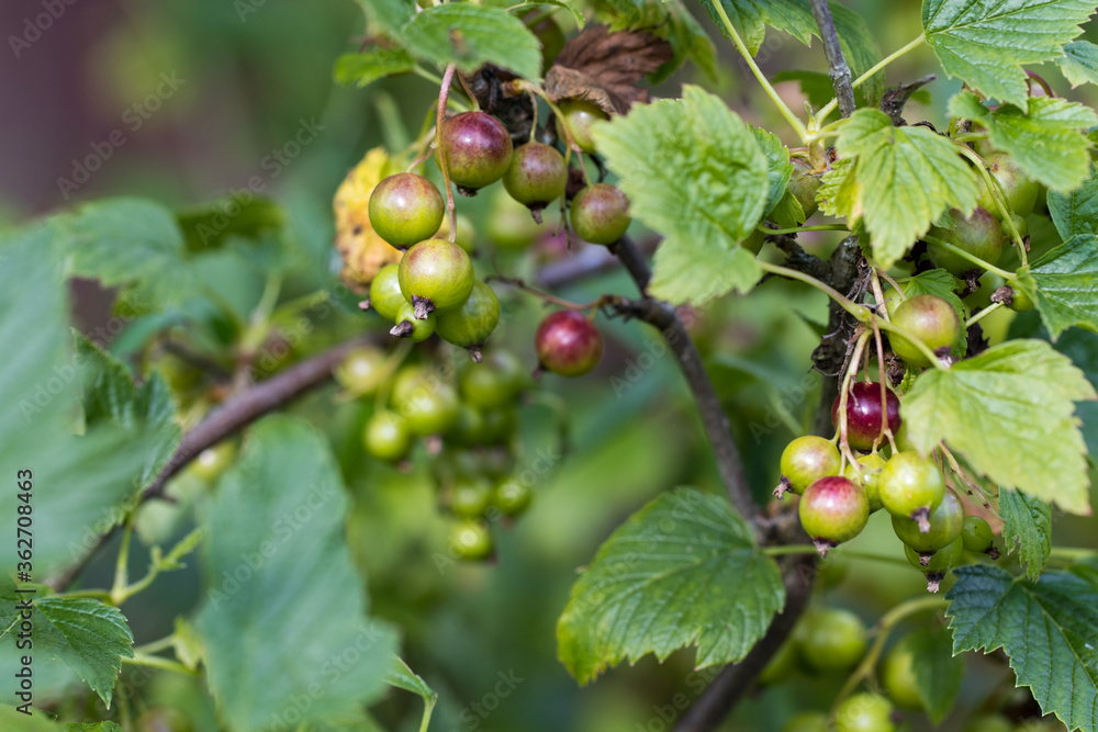 Currant branch with berries in the process of ripening in summer Currant branch with berries in the process of ripening in summer