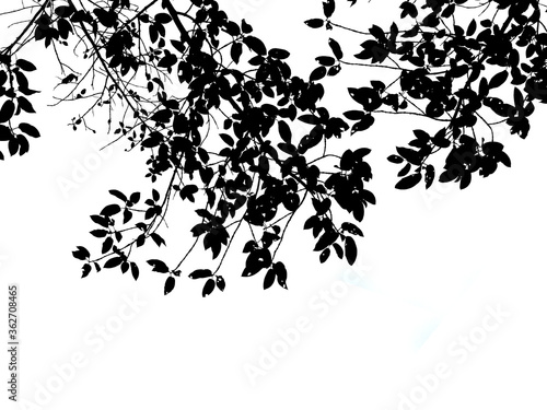 darktone of leaf isolated on white with copy space for text