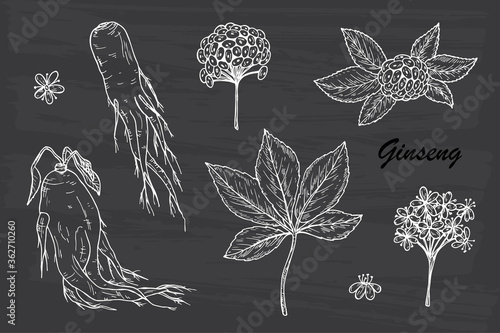 Medicinal plants Set. Root, Leaves, Berries and Flowers Panax Ginseng. Alternative medicine. Biological additives. Traditional herbal therapy. Vector illustration
