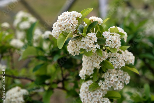 Small Spring Flowers Blooming at Dawn photo