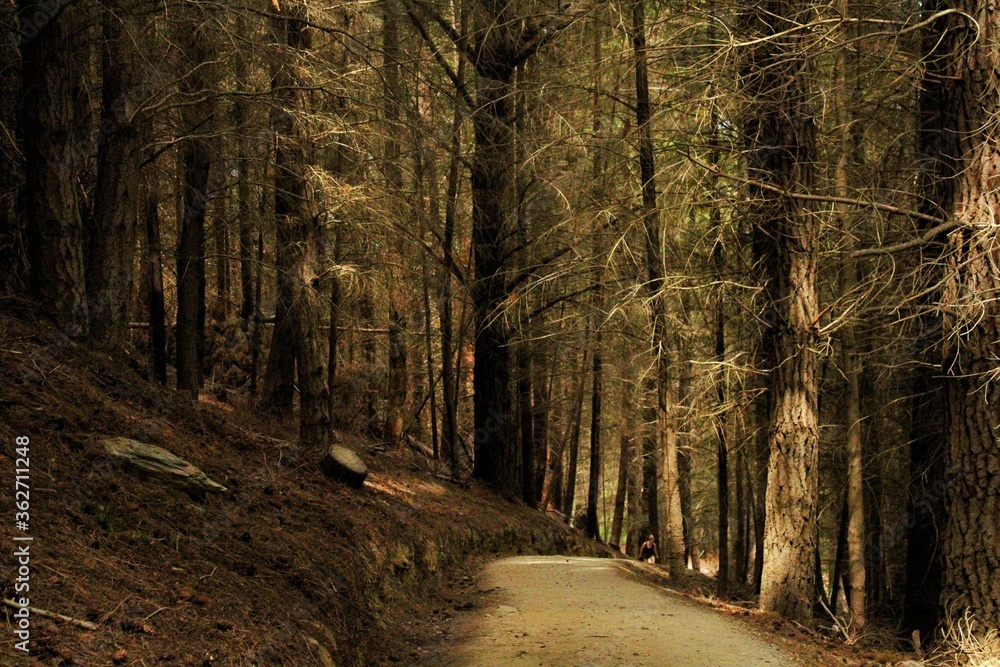 Obraz premium path in the woods queenstown hill NZ