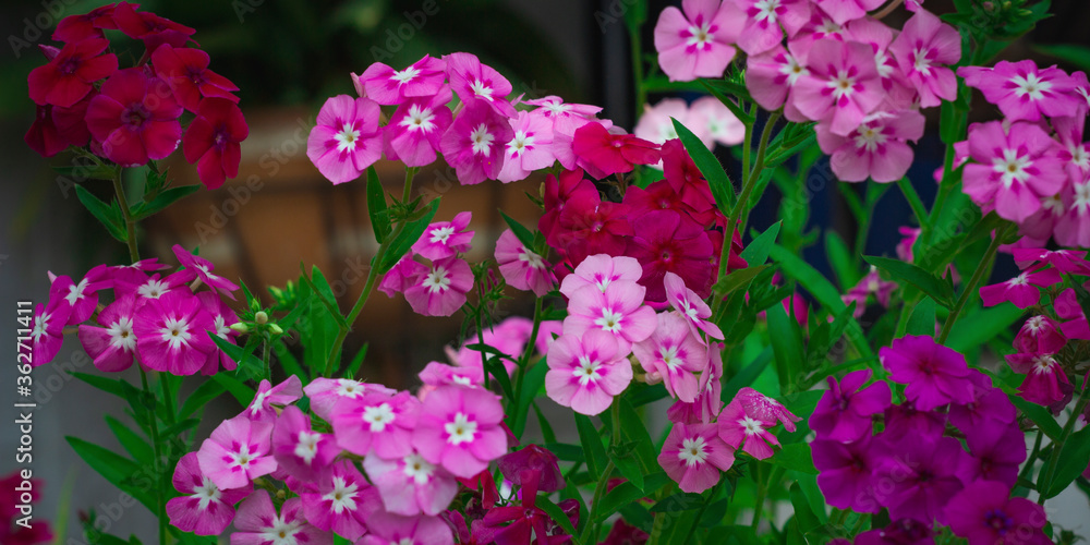 Photograph of pink, red, purple and white flowers with green stems Photograph of pink, red, purple and white flowers with green stems