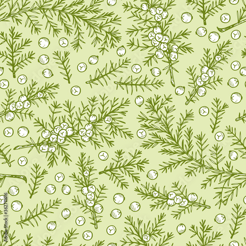 Medicinal plants Seamless pattern. Hand Drawn Juniper branch, Leaves and Berries. Alternative medicine. Biological additives are. Traditional herbal therapy. Vector illustration
