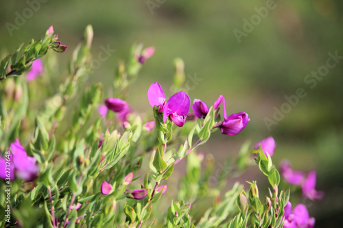 Polygala Dazzler  Polygala myrtifolia x dalmaisiana  in flower  South Australia 