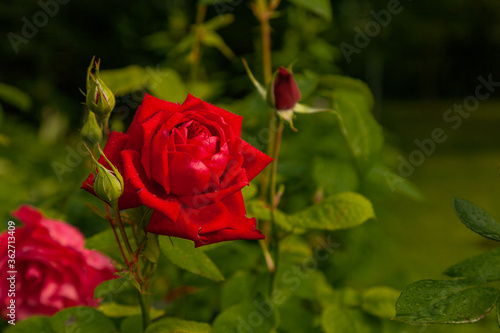 A large bud of the perfect form of a red rose covered with drops of rain water on a green blurred background