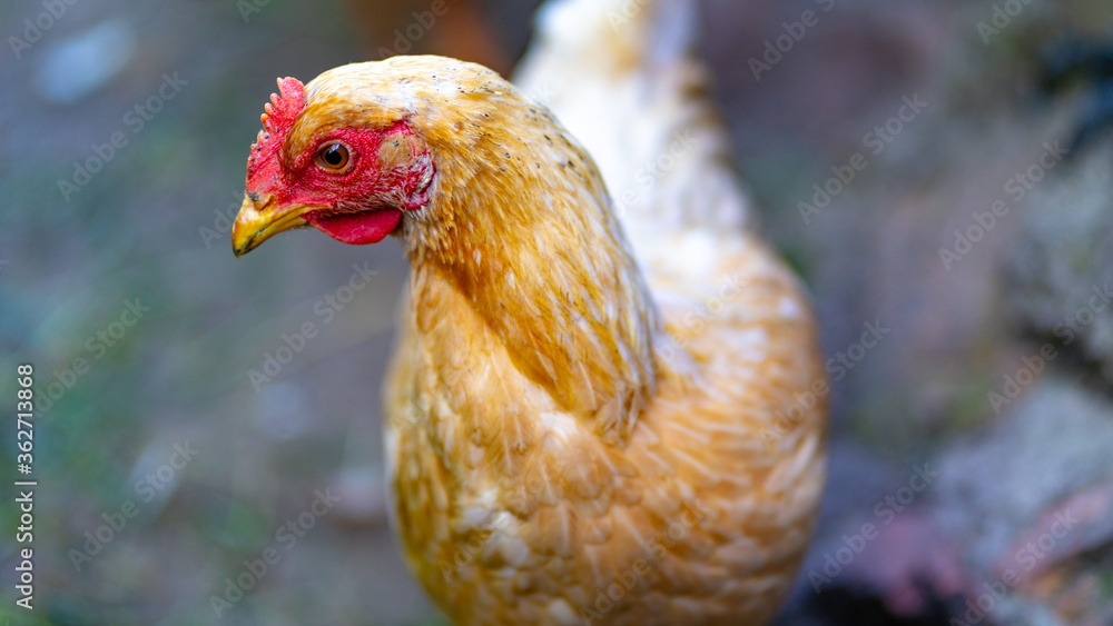 Close up of chicken walking in paddock outdoor.