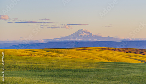 Light plays on the wheat fields near Dufur, Oregon and Mt Adams in the early morning light.