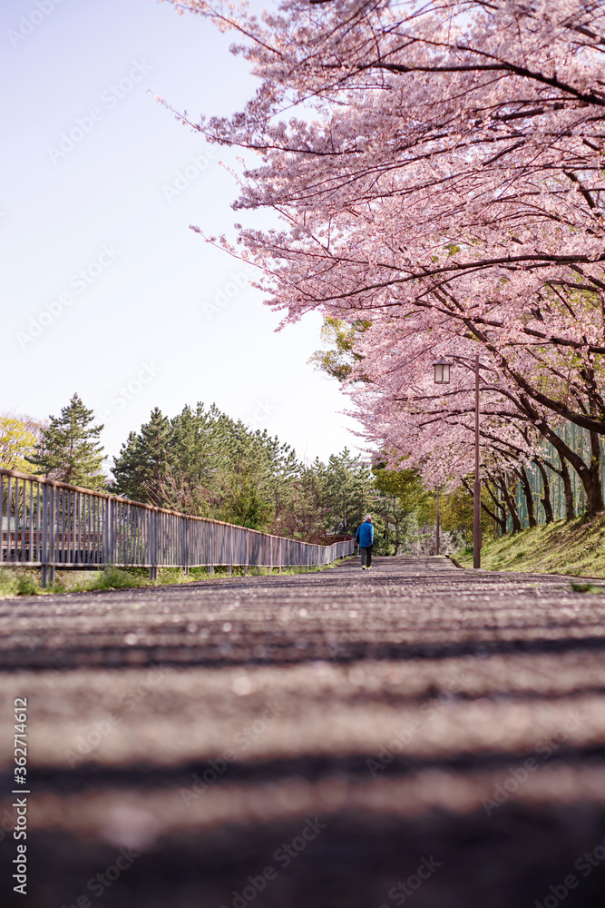 桜並木の歩道