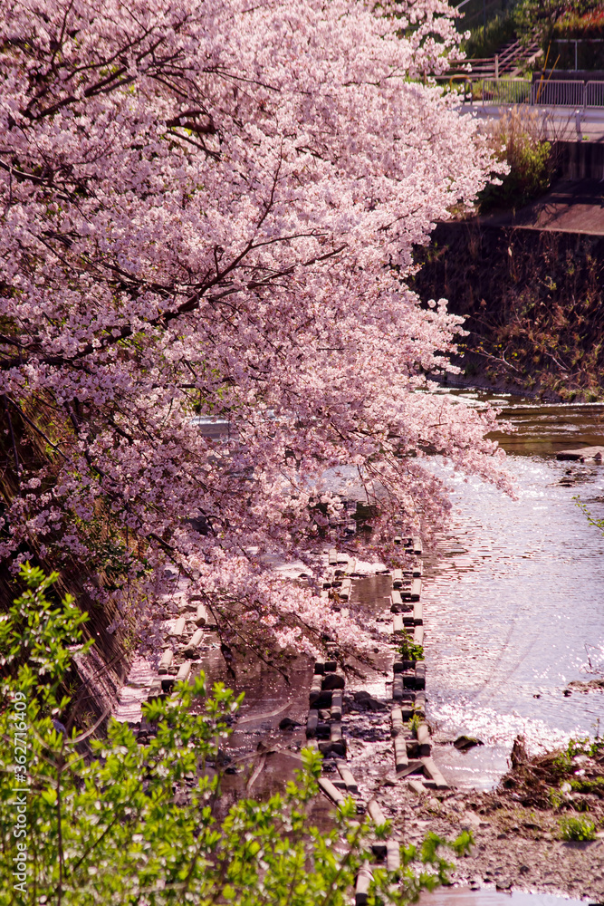 日本の河川・桜の咲く春の川の風景 日本の河川・桜の咲く春の川の風景