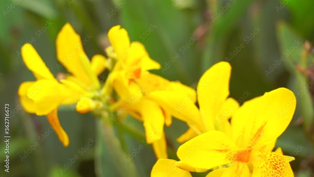 Bright, vibrant, gorgeous, yellow canna flower in the garden, on a cloudy day. Shallow depth of fields. Hand held slow motion cinematic footage. Video footage shot with film era/vintage lens Bright, vibrant, gorgeous, yellow canna flower in the garden, on a cloudy day. Shallow depth of fields. Hand held slow motion cinematic footage. Video footage shot with film era/vintage lens