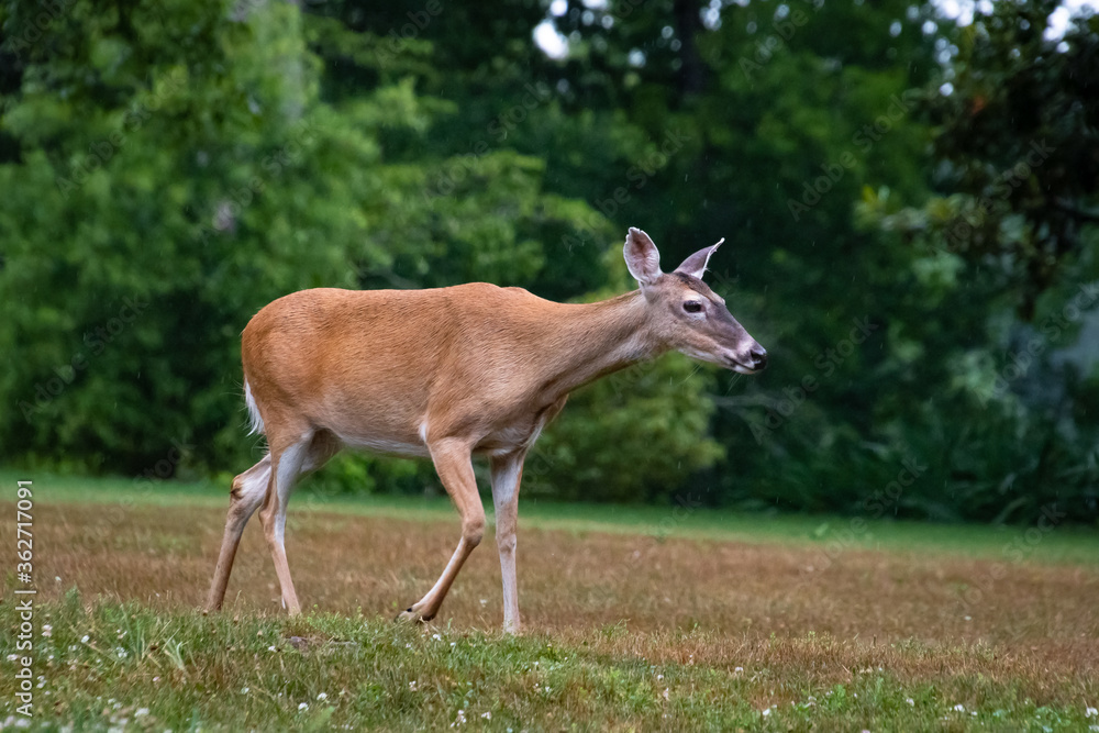 White Tailed Deer Doe grazing at wildlife sanctuary in Rome Georgia. White Tailed Deer Doe grazing at wildlife sanctuary in Rome Georgia.
