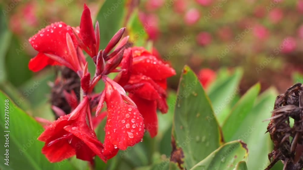 Bright, red canna flower, drenched in the rain in the garden. Fresh, rain droplets on the flower, closeup, handheld slow motion footage. Copy space for custom text Bright, red canna flower, drenched in the rain in the garden. Fresh, rain droplets on the flower, closeup, handheld slow motion footage. Copy space for custom text