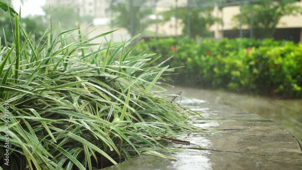 A rainy afternoon in the garden, handheld cinematic footage. A rainy afternoon in the garden, handheld cinematic footage.