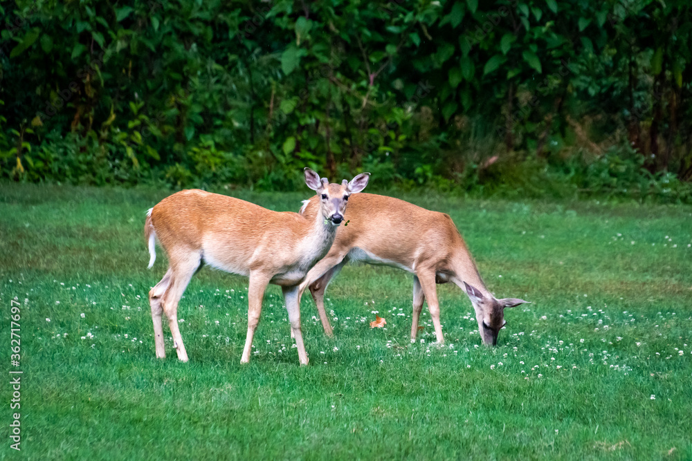 White Tailed Deer eating grass at wildlife park in Rome Georgia. White Tailed Deer eating grass at wildlife park in Rome Georgia.