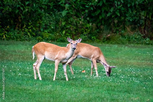 White Tailed Deer eating grass at wildlife park in Rome Georgia.