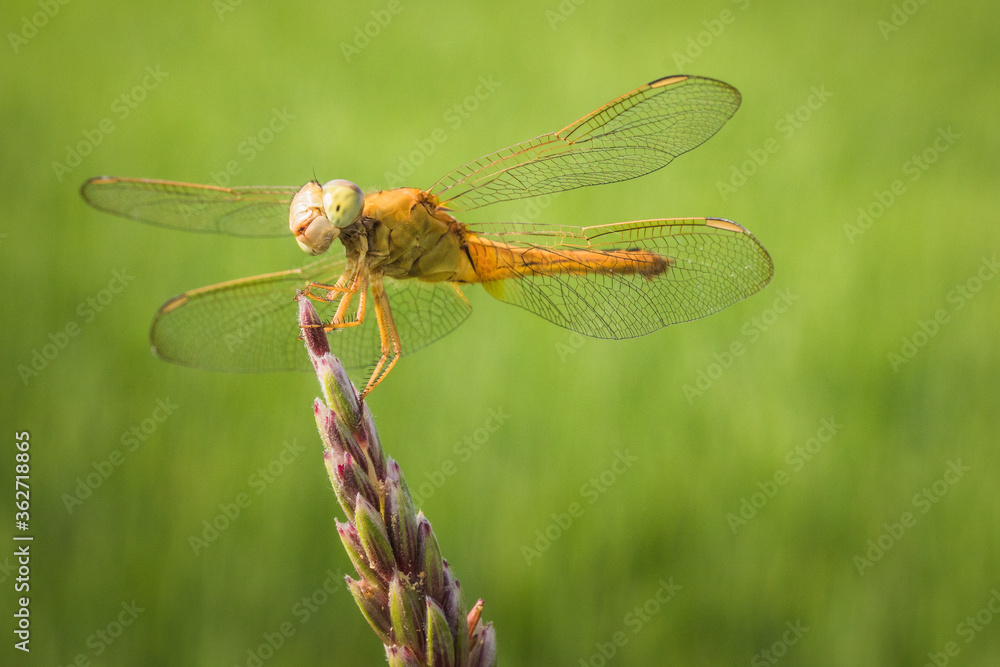 Yellow Dragonfly isolated on nature background Yellow Dragonfly isolated on nature background