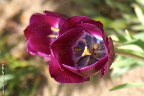 purple tulip closeup