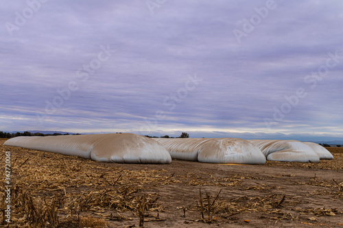 primer plano de campo de maíz seco  en silos de plástico horizontales para industria de alimentación en invierno  photo