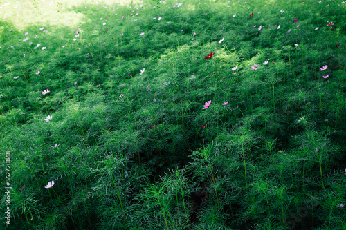 Green field with cosmos flower in Korea photo