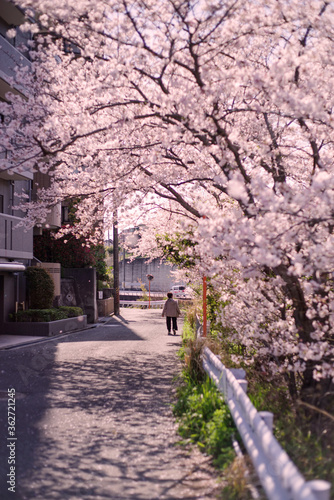 日本の春・桜の咲く街並み
