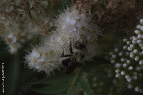 bumblebee sitting on white small flowers