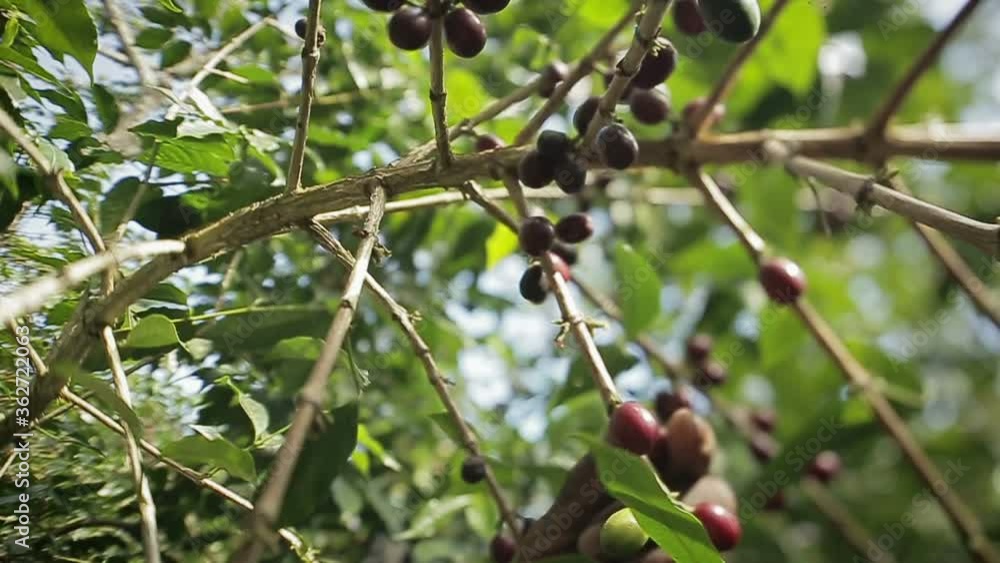 Close up detail of human hands picking red ripe coffee beans still hanging from the bush's branch. Close up detail of human hands picking red ripe coffee beans still hanging from the bush's branch.