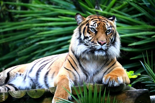 Fotografie, Obraz Portrait Of A Tiger