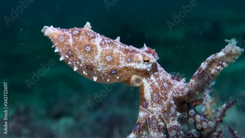 
Blue-ringed octopus (Hapalochlaena lunulata) - Philippines photo