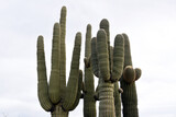 saguaro cacti in arizona desert against the sky