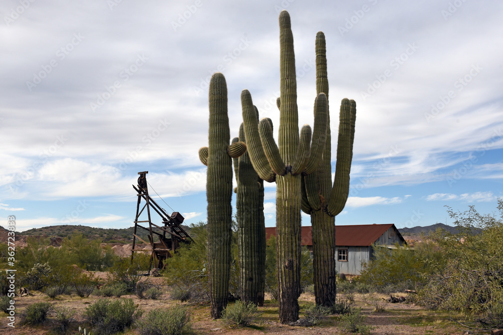 Saguaro cacti in Vulture city, Arizona