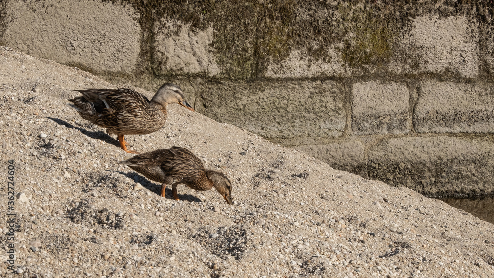 Pair of greylag goose goslings portrait on sandy river bank in summer