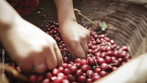 A woman's hand picking and separating ripe coffee beans from a rattan basket.