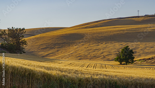 Late Afternoon Sun Setting on Wheat Fields 