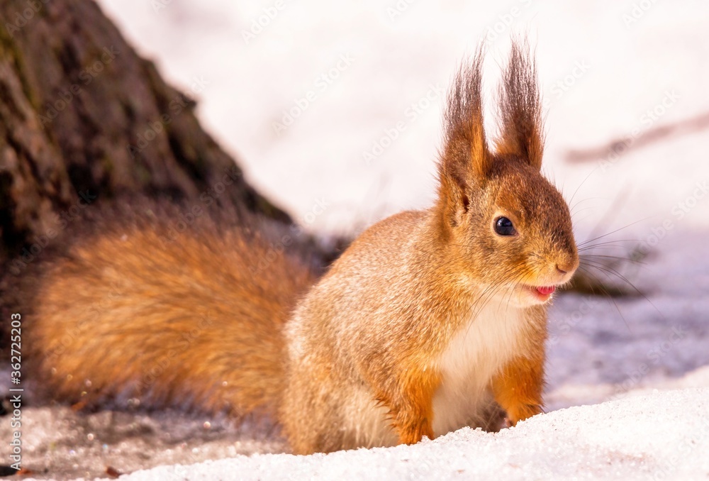 Red Smilling Squirrel On White Snow In Moscow